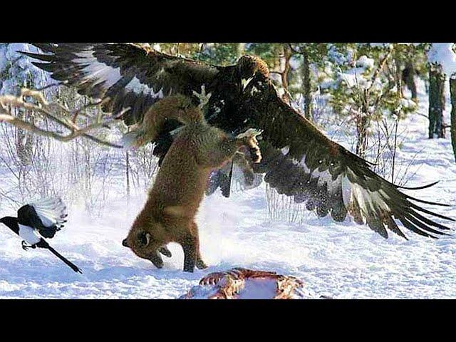 GOLDEN EAGLE - winged raptor that even attacks wolves!