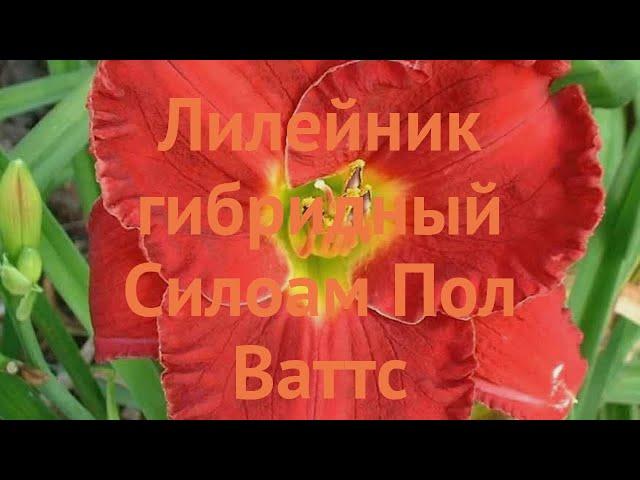 Лилейник гибридный Силоам Пол Ваттс  обзор: как сажать, луковицы лилейника Силоам Пол Ваттс