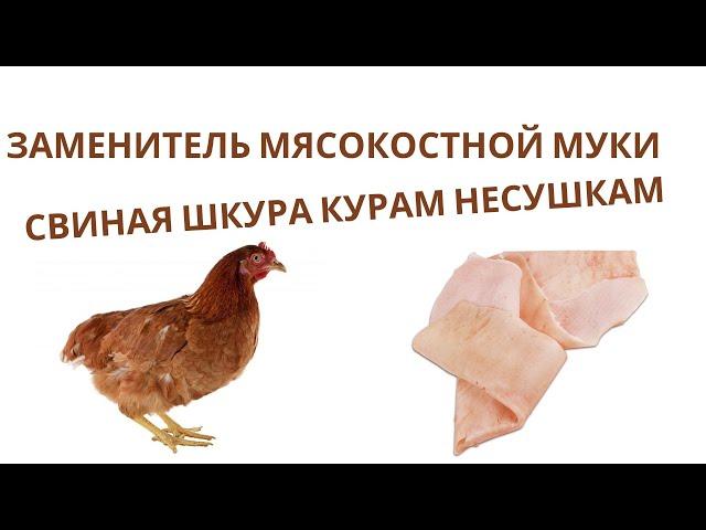 Заменитель мясокостной муки - Животной белок курам несушкам