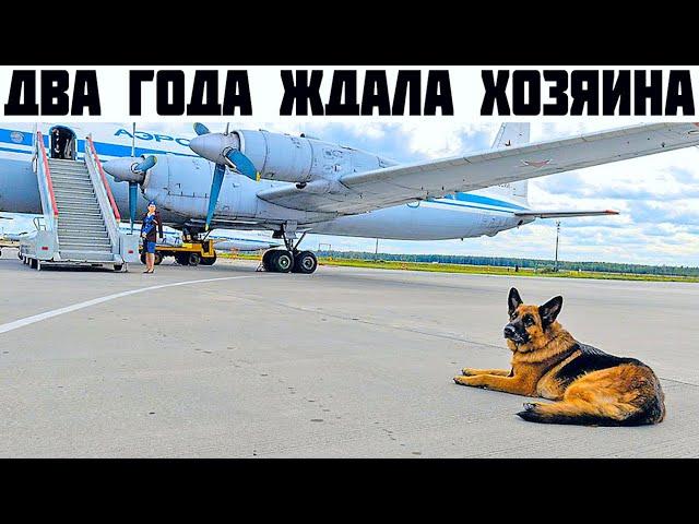 Собаку не пустили с хозяином в самолёт, и она ждала его два года.