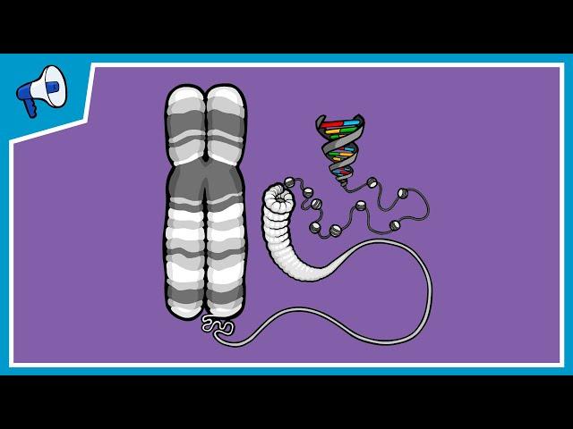 What is a Chromosome?