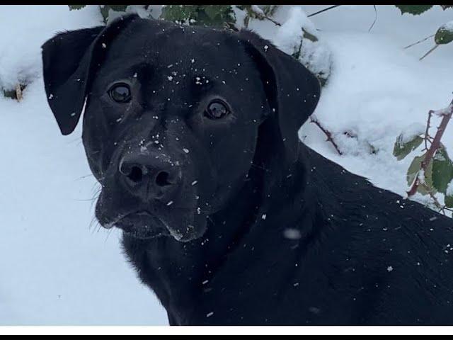 Hermine Liebt den Schnee so sehr