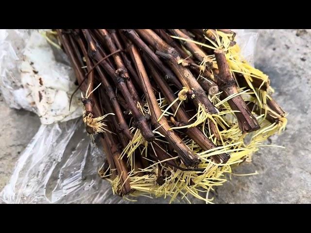Виноград укоренился сам