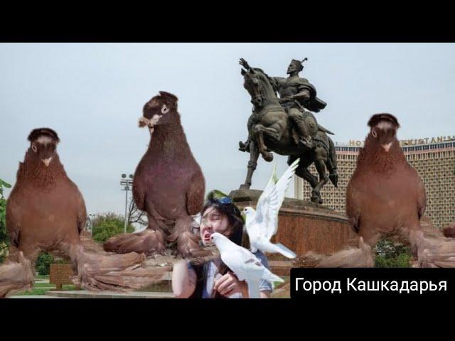 Голуби Нажмиддина Двухчубые Узбекские  Голуби,Nazhmiddin 's Pigeons are Two - Lipped Uzbek Pigeons