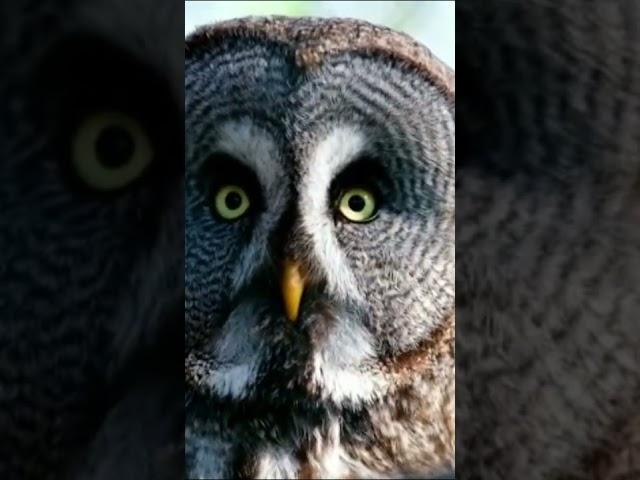 Dangerous Owl Sound | owl #shorts