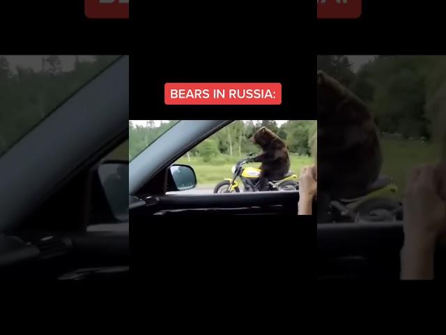 Funny bears.America vs Russia Part 2