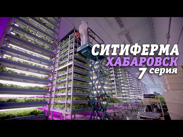 СИТИФЕРМА | Хабаровск | 7 серия #240