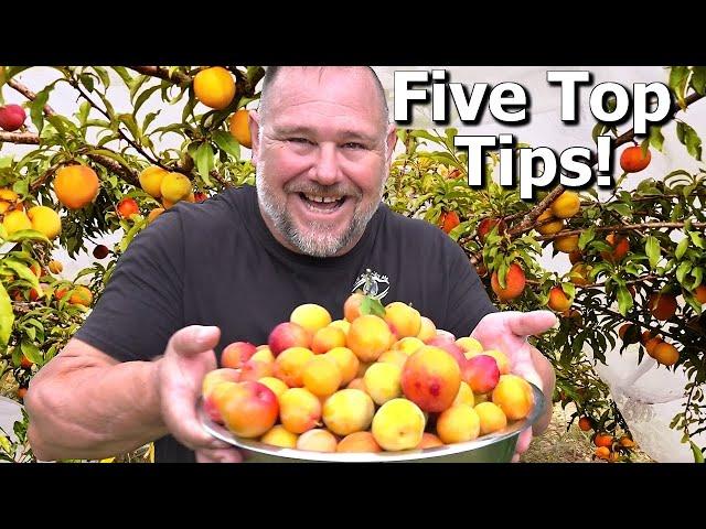 5 TIPS How to Grow a TON of Plums on ONE Small Tree!