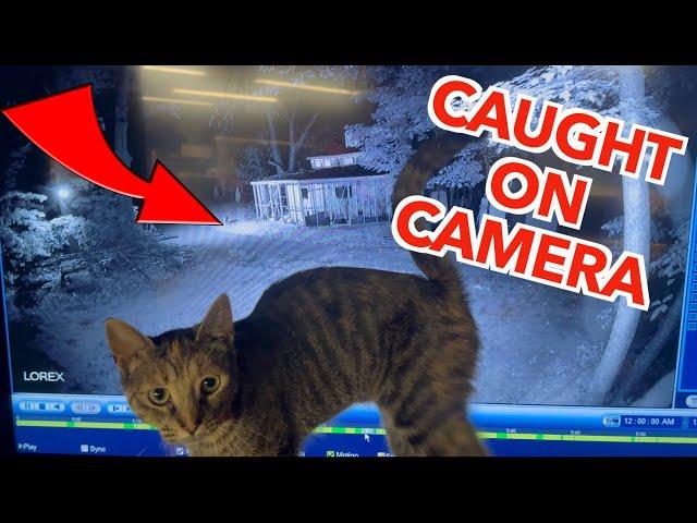 Predator Stalking Our Chickens - Farm Vlog