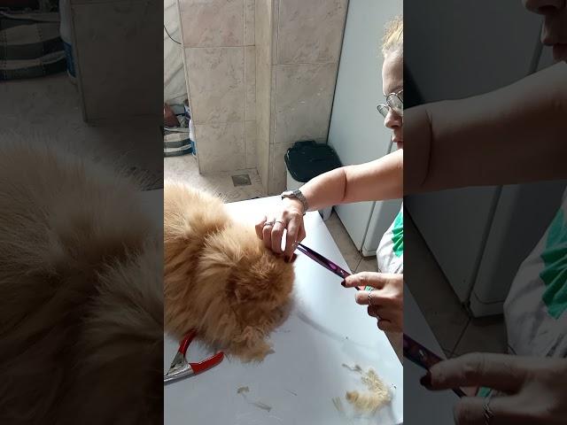 tosa simples em gato persa.