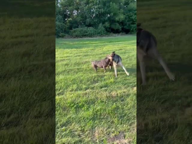 Pitbull Vs German Shepherd | Two dogs run around and Play Like Dogs!| #dogs #pitbull #germanshepherd