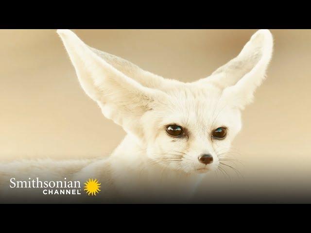 This Fox Makes a Fully Grown Chihuahua Look Huge  Amazing Dogs: Africa | Smithsonian Channel