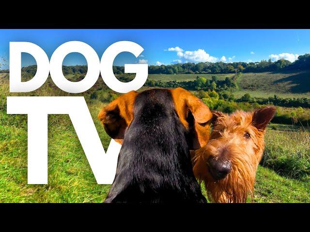 GoPro DogTV | 10hrs of Serene Virtual Dog Walks Through Relaxing Country Parks  Dog POV