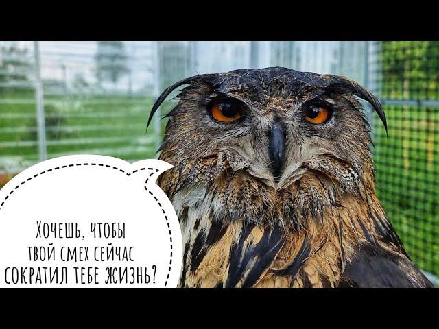 Eagle Owl Yoll experienced the power of a tropical downpour and broke its uhu-machine