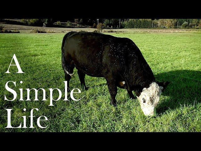 Strip Grazing lowline Cows