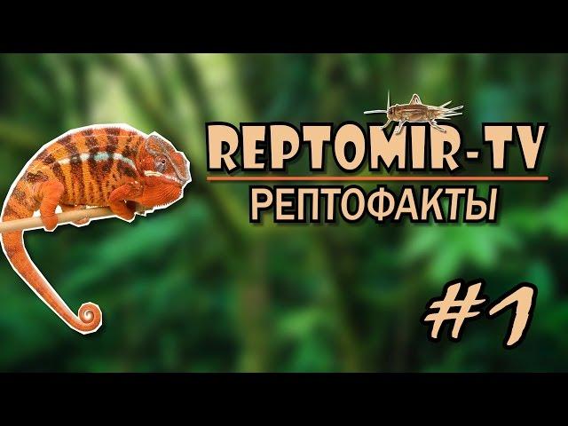 Как хамелеон меняет цвет? РЕПТОФАКТЫ №1