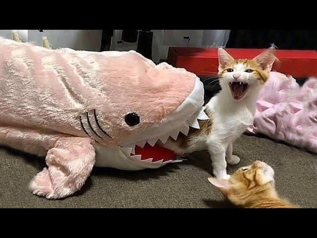 Funniest and cutest cats and dogs  Collection of funny videos #13