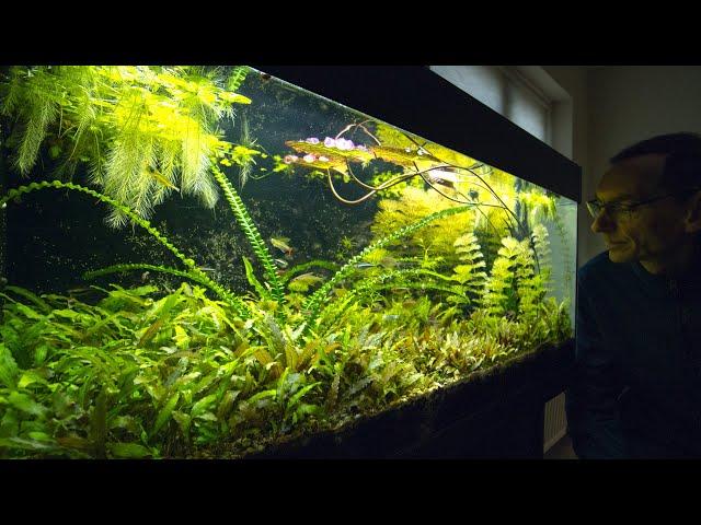 10222 DAYS old - THE ULTIMATE LOW TECH AQUARIUM  ** MUST SEE **