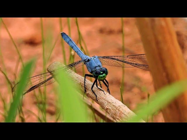 4K Dragonflies, Beautiful Butterflies, Bees and Birds - Relaxing transition from day to night  P1000