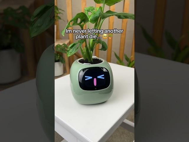 Im never letting another plant die... 🪴