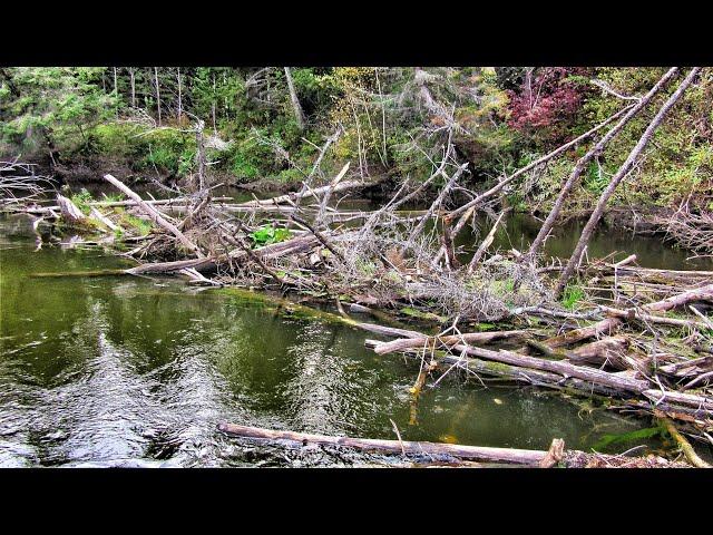 FISHING ON THE MOST TERRIBLE RIVER IN SIBERIA! ALLOY WHERE PEOPLE DIE!