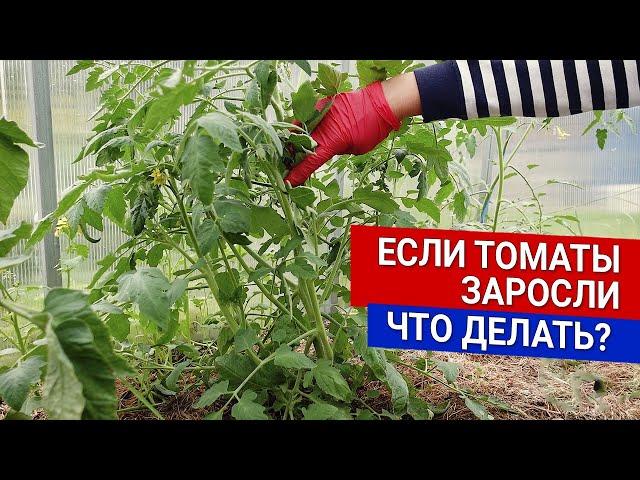 Если томаты заросли - что делать?