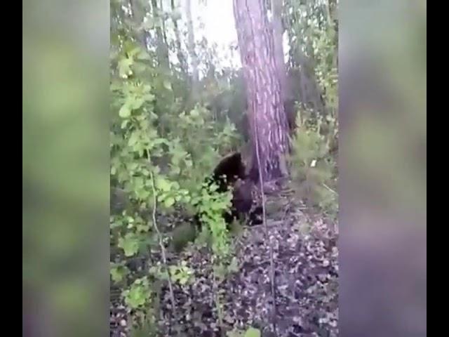 Мужик пнул медведя!! Russian Ivan kicked the bear