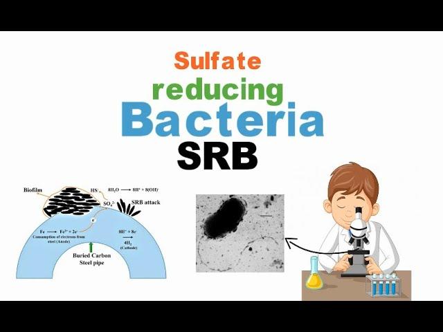 SRB bacteria | Yazenkom