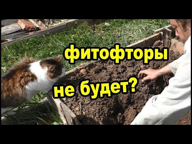 Картофель как vogorode.pro. Посадка уникального картофеля.