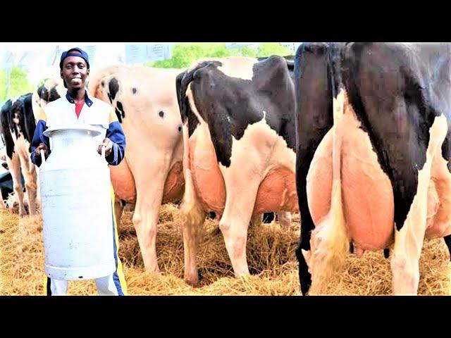 Biggest Dairy Farm on Smallest Space (50 by 100 feet)