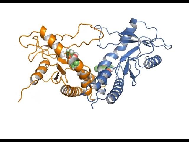 DMXAA - apo state  monomer leaves active site