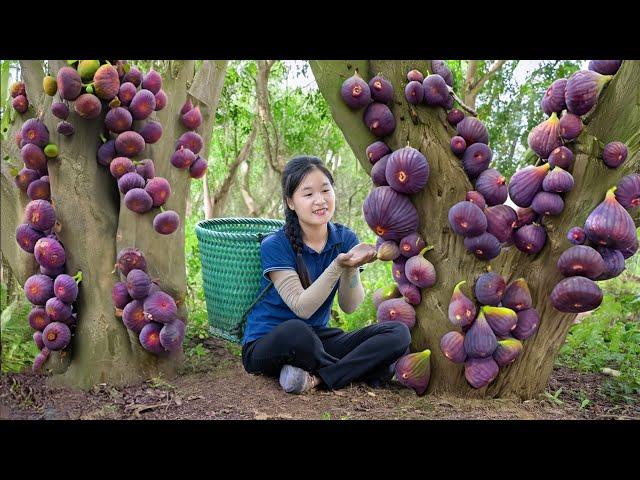 Harvesting Exotic Fig Fruit in Forest Goes to market sell |  Susan Daily Life