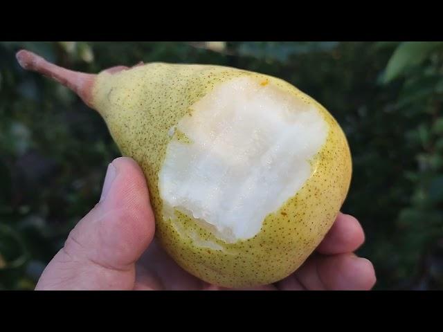 New!!! Груша сорт осінній Юбілін (pear Ubileen). Плоди не потребують обробок. Рекомендую!