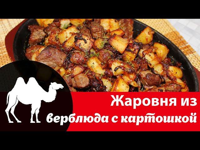 Как вкусно приготовить блюдо из верблюжатины: рецепт жарки картошки с мясом верблюда и луком