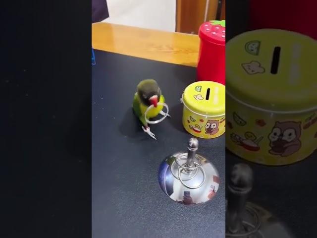 minded Pirate #pirates  Bird #cute #funny #short #shorts #shortvideo #shortsfeed #youtubeislife