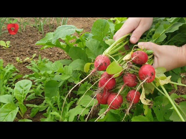 Why is radish grown in winter and how to get beautiful fruits?