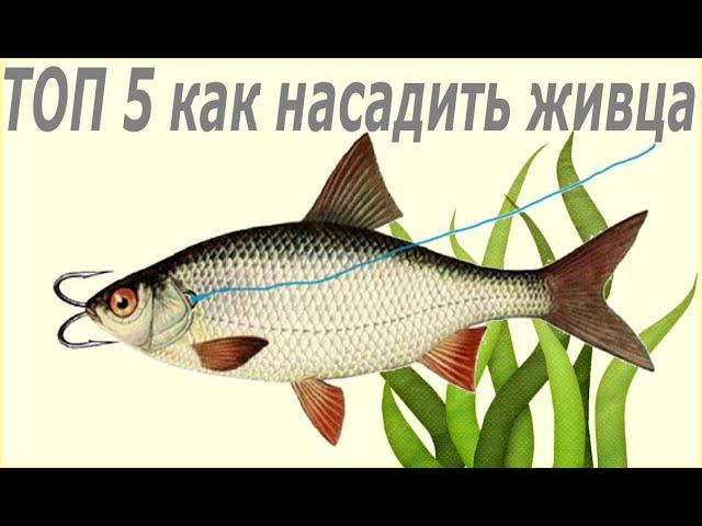 ТОП 5 народных способов как насадить живца. 2020