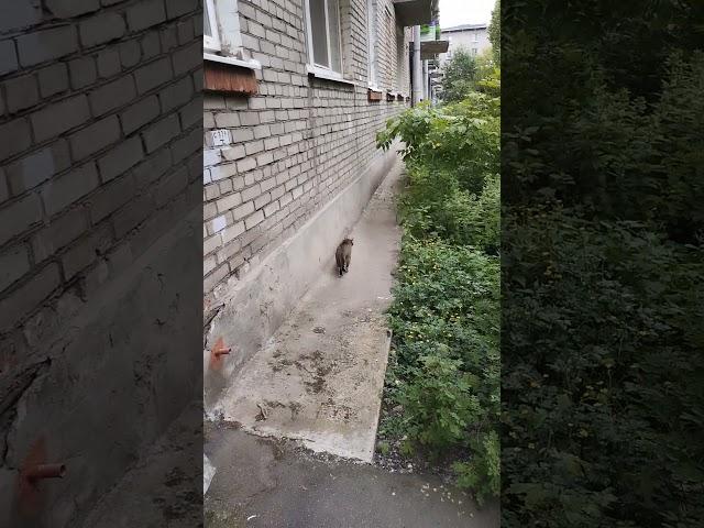 Бездомный кот куда-то пошел, Петербург. 17 июня 2024.