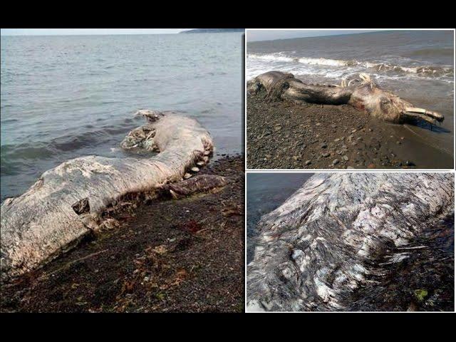 A Furry Dolphin? Sea Creature With 'Fur And Beak' Washed Up On Russian Coast