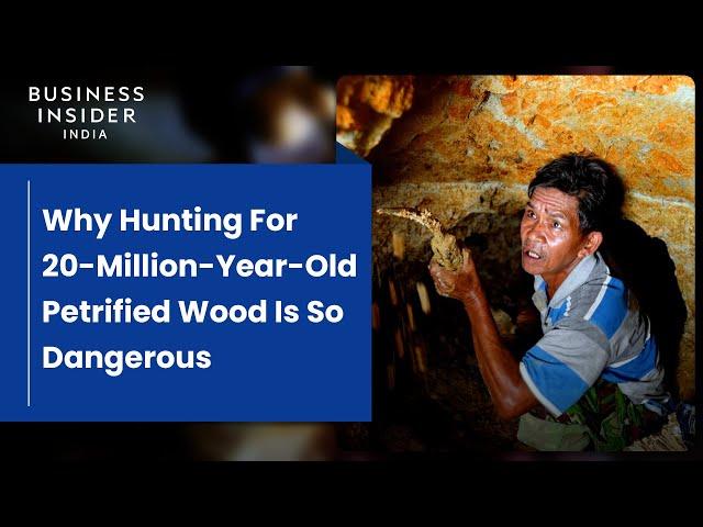 Why Hunting For 20-Million-Year-Old Petrified Wood Is So Dangerous In Indonesia