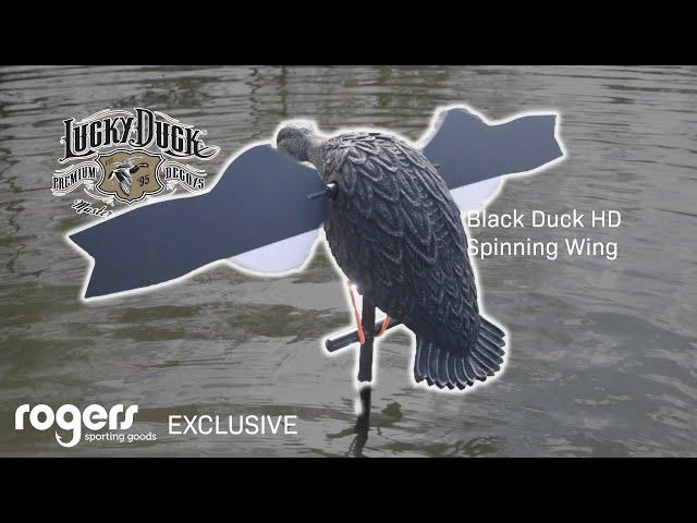 ROGERS EXCLUSIVE: Lucky Duck Black Duck HD Spinning Wing Decoy