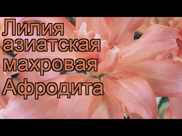 Лилия азиатская махровая Афродита  обзор: как сажать, луковицы лилии Афродита