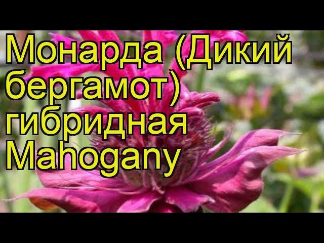 Монарда гибридная Махогани. Краткий обзор, описание характеристик мonarda hybrida Mahogany