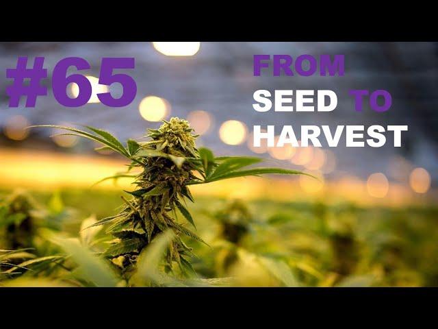 SEEDTOHARVEST - ROYAL HIGHNESS & SPECIAL KUSH CBD - DAY 65