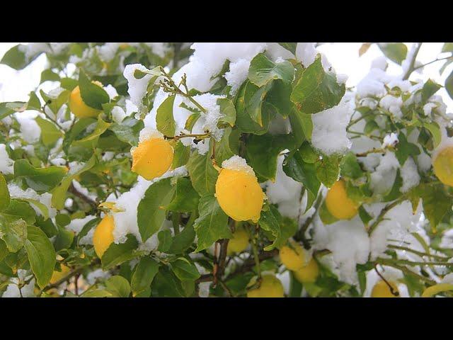 ЭКСПЕРИМЕНТ, ПЕРЕЖИВЕТ ЛИ ЛИМОН СУРОВУЮ ЗИМУ