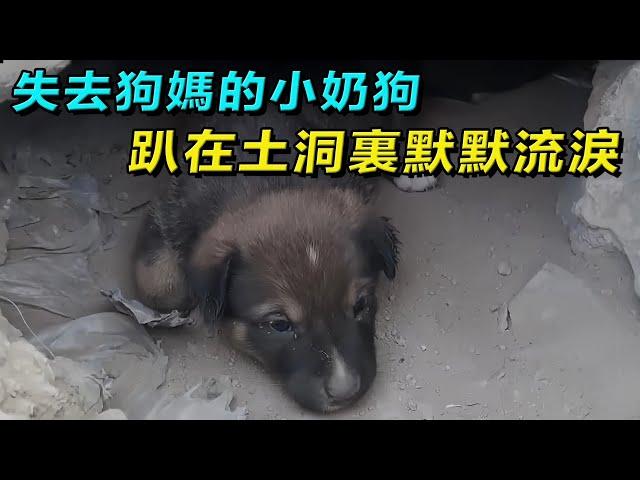 土洞裏發現一窩失去狗媽的小奶狗，面對人類的靠近，便開始大聲叫喚，它們只是害怕再次受到傷害！