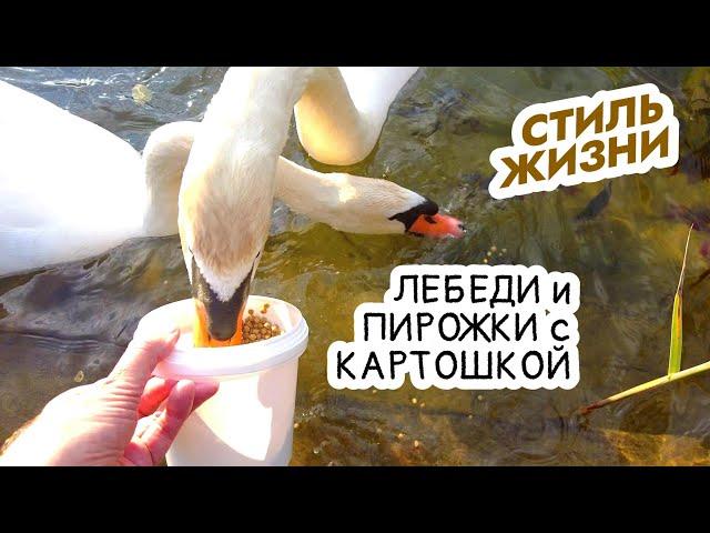 Лебеди едят пирожки с картошкой. Стиль жизни!