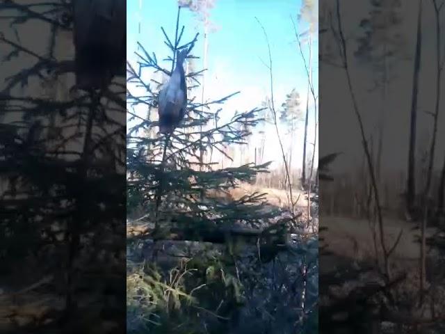 Ловля чижей. г. Ангарск.