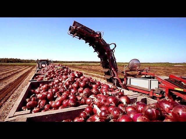 Cultivation And Harvest Of Hundreds Of Tons Of Onions - Modern Agriculture Technology