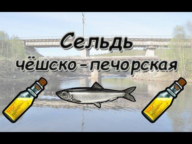 Русская Рыбалка 3.99 (Russian Fishing) Сельдь чёшско-печорская